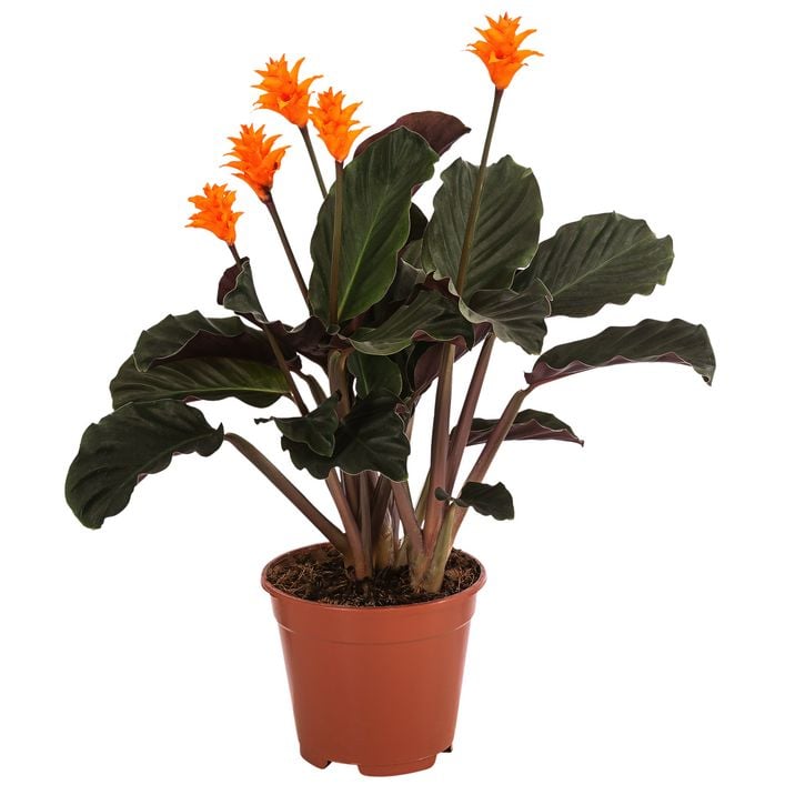Korbmarante - Calathea crocata | Dehner