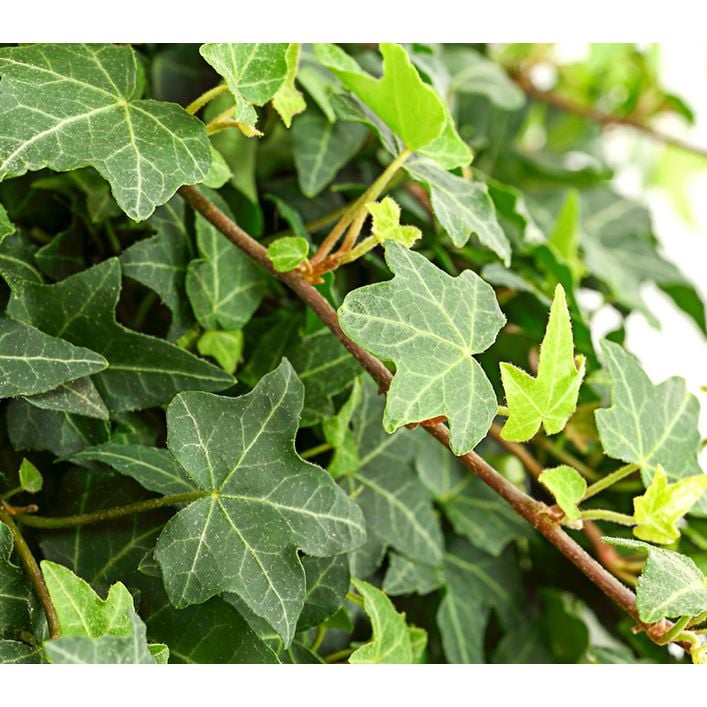Efeu - Hedera helix 'Mein Herz', Ampel | Dehner