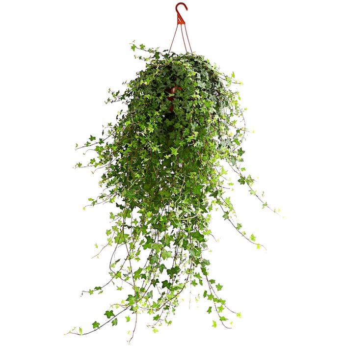 green dracena Dracaena Green Stripe (Dracaena Deremensis)  Rolling Greens