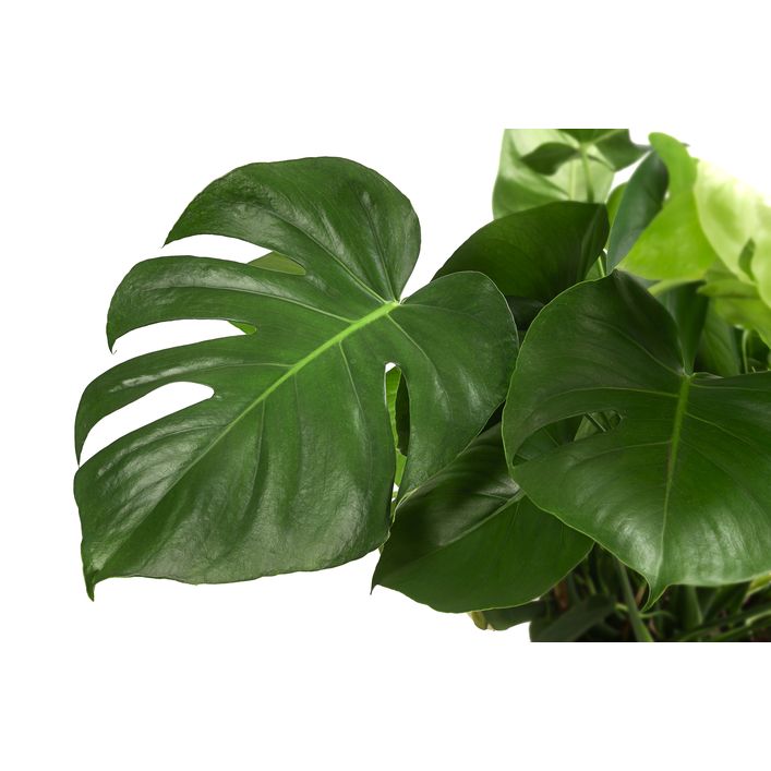 liguster ovalifolium kaufen Goldliguster 'Aureum' kaufen