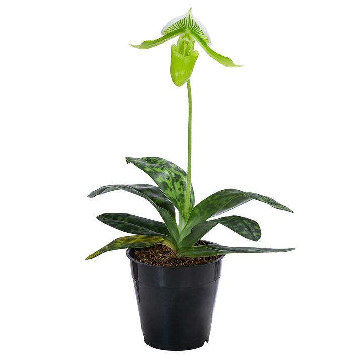 Frauenschuh Paphiopedilum maudiae Dehner