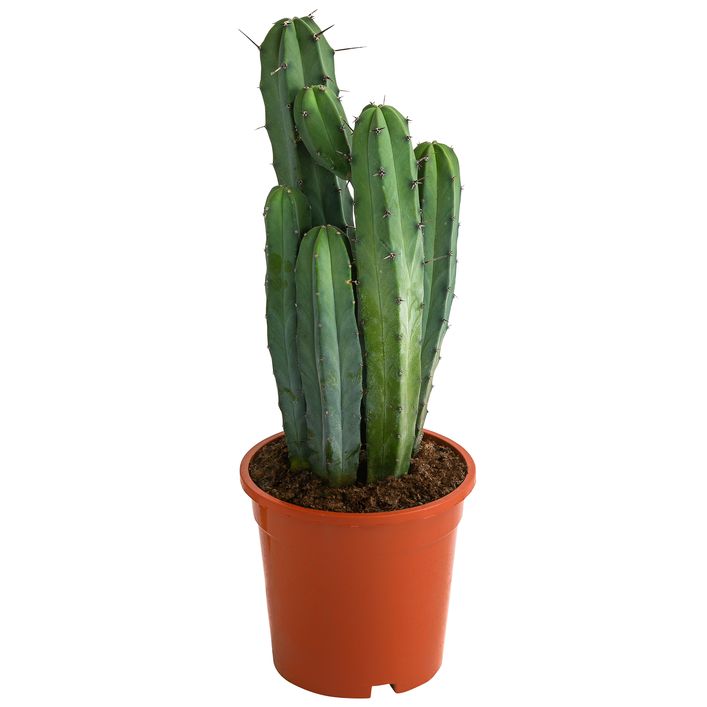 Heidelbeerkaktus - Myrtillocactus geometrizans | Dehner
