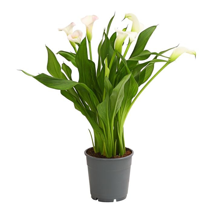 Calla - Zantedeschia albomaculata | Dehner