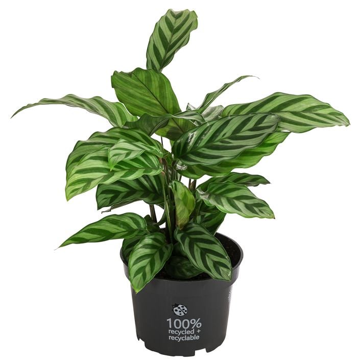 dracaena marginata substrat Staggered Dragon Tree: Dracaena marginata - 14 inch pot main image 0