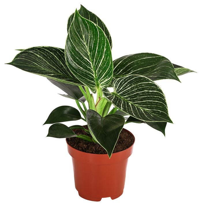 Baumfreund - Philodendron 'White Wave' | Dehner