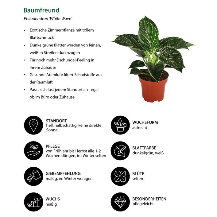 Baumfreund - Philodendron 'White Wave' | Dehner