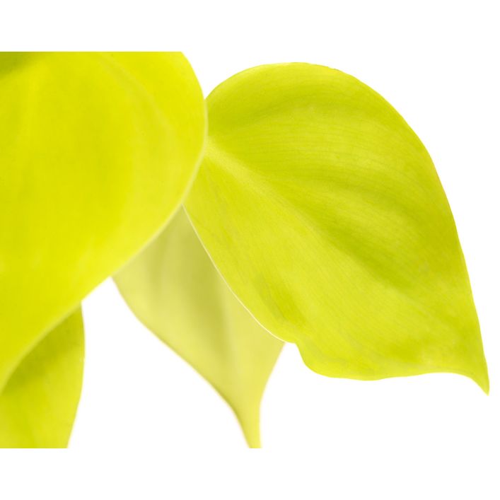 Baumfreund - Philodendron micans 'Lime' | Dehner
