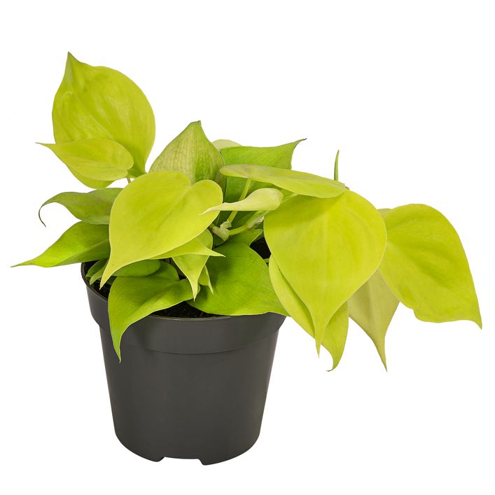Baumfreund - Philodendron micans 'Lime' | Dehner