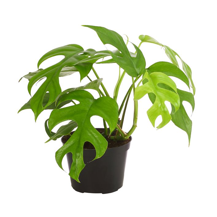 kunstpflanze palme groß Palme Kunstpflanze 150cm schnell günstig online kaufen main image 1