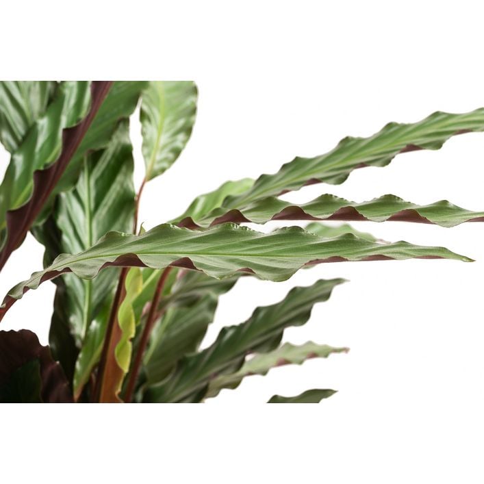 Korbmarante - Calathea 'Wavestar' | Dehner