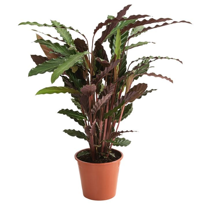 monstera support pole Monstera Plant Support