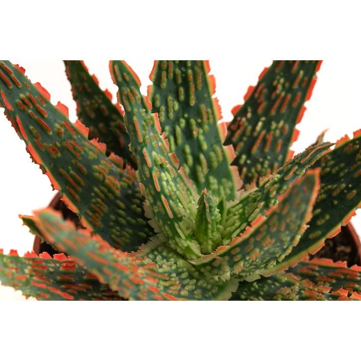 Aloe - Aloe zebrina 'Dannyz' | Dehner