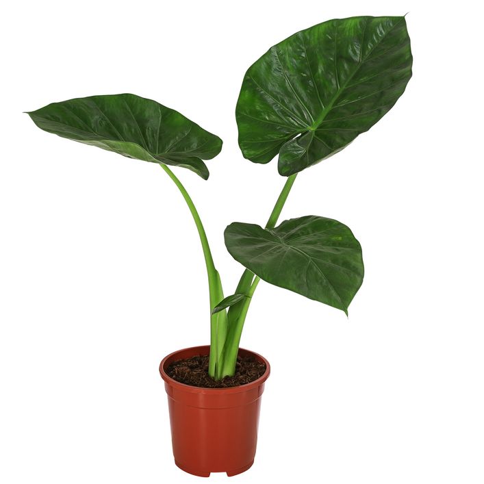 Pfeilblatt - Alocasia macrorrhiza | Dehner