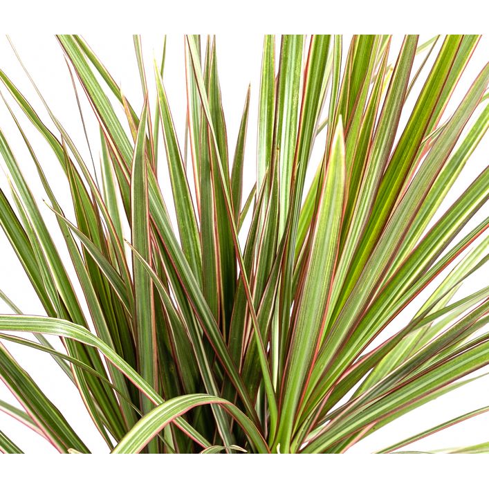 Drachenbaum - Dracaena marginata 'Bicolor' | Dehner