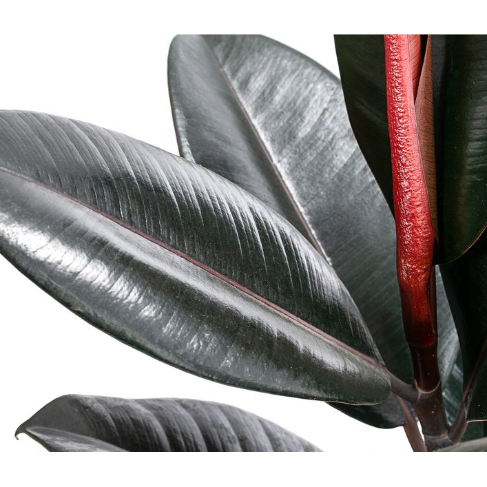 Gummibaum - Ficus elastica 'Abidjan' | Dehner