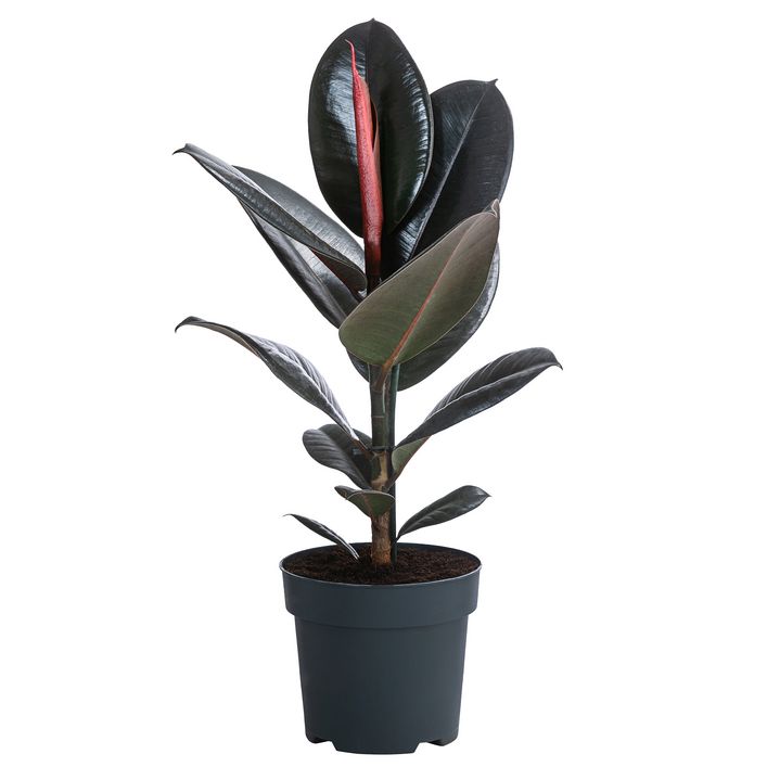 blatt gummibaum Großer Gummibaum Belize, 110-120cm – Green Me Up main image 1