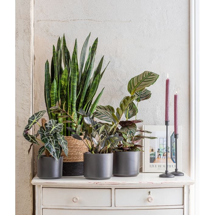 Korbmarante - Calathea ornata | Dehner
