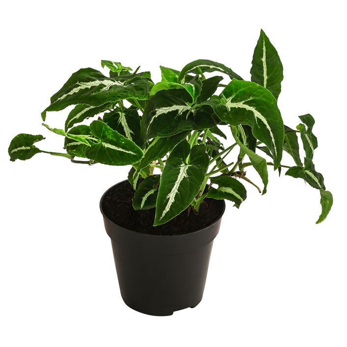 Purpurtute - Syngonium 'Wendlandii' | Dehner