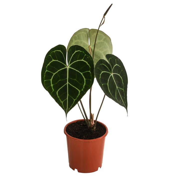 ficus tree bonsai Indoor Ficus Tree | Small Bonsai Tree