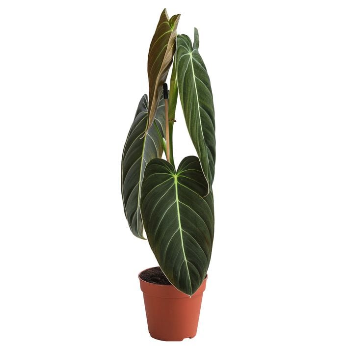 elephant ear plant 