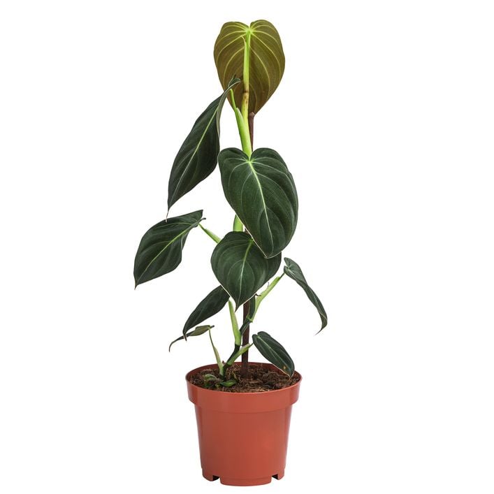 Schwarzgoldener Baumfreund - Philodendron | Dehner
