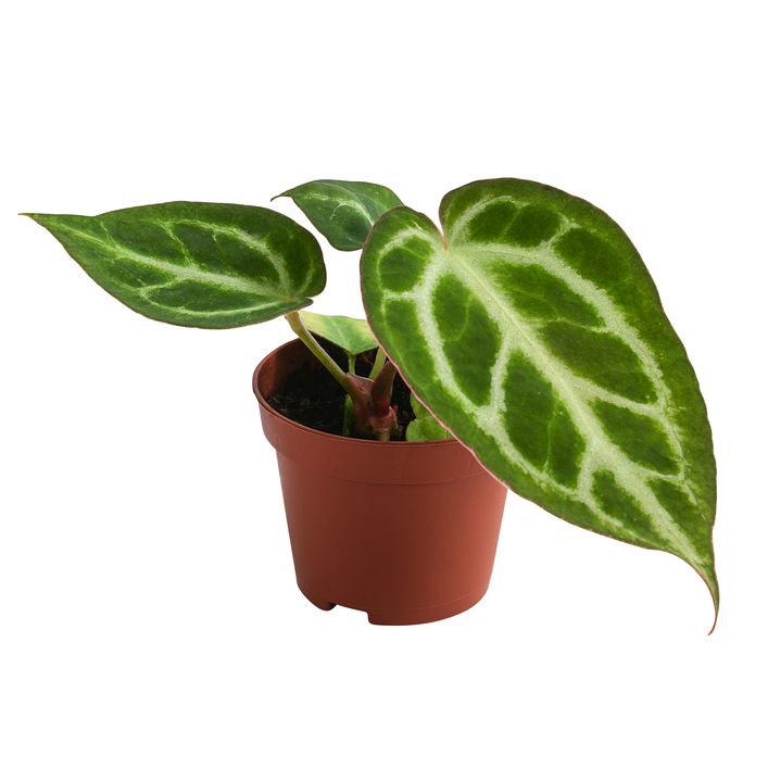 bonsai toronto Ficus Retusa Bonsai | Care Guide and Pro Tips - Delivery from Toronto  across Canada main image 0