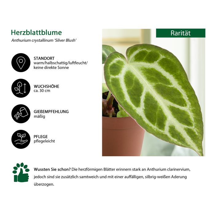 Herzblattblume - Anthurium crystallinum | Dehner