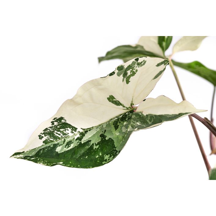 Purpurtute - Syngonium podophyllum 'Albo | Dehner