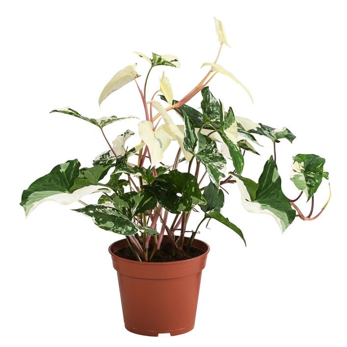 syngonium variegata vergrünt Syngonium Aurea Variegata