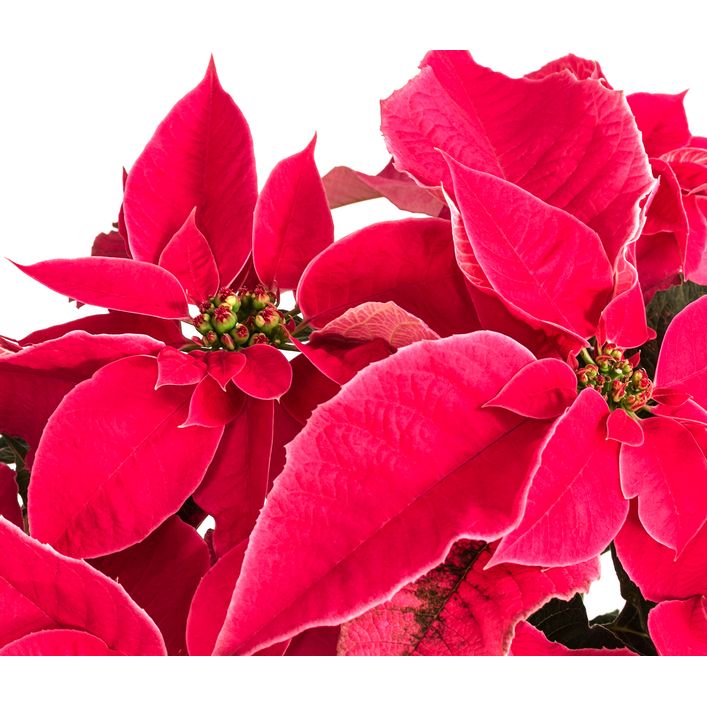 Weihnachtsstern - Euphorbia pulcherrima | Dehner