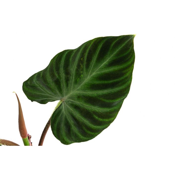 blue hibiscus plant Buy Blue Hibiscus Phoenix, AZ | Alyogyne huegelii main image 1