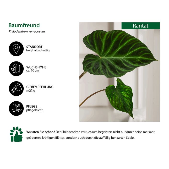 Baumfreund - Philodendron verrucosum | Dehner