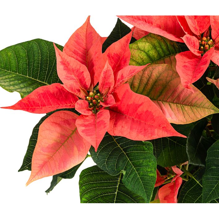 Weihnachtsstern - Euphorbia pulcherrima 'Pink | Dehner