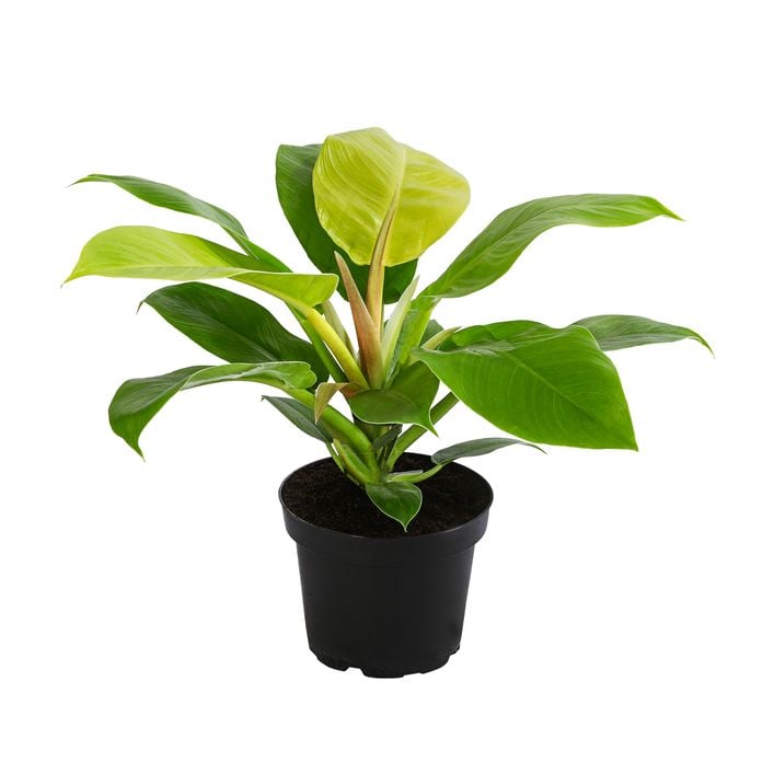 Baumfreund - Philodendron 'Moonlight' | Dehner