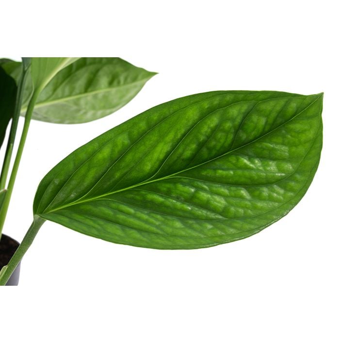 philodendron rubrijuvenile el choco red Philodendron 'El Choco Red' main image 0