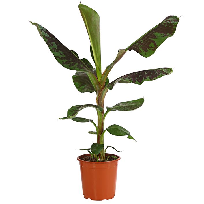 Banane 'Dwarf Cavendish' | Dehner