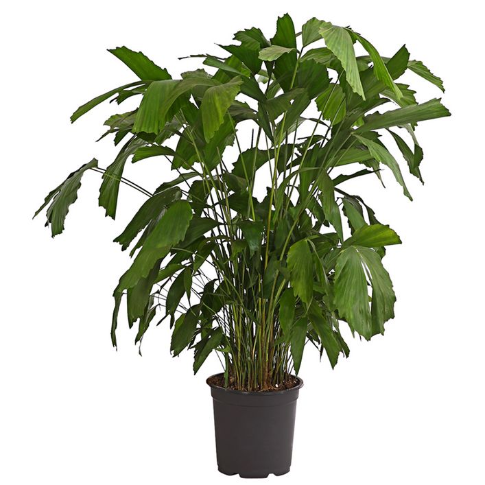 keimzeit saatgut paprika Seedeo® Paprika Paradeisfrüchtig Frührot (Capsicum annuum L.) 20 Samen