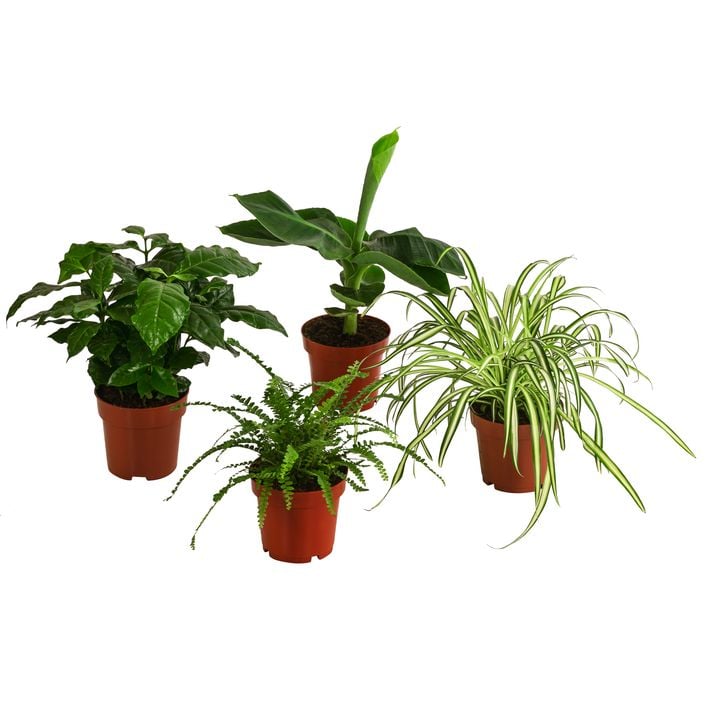 Zimmerpflanzen-Set Botanical Charm, 4-teilig | Dehner