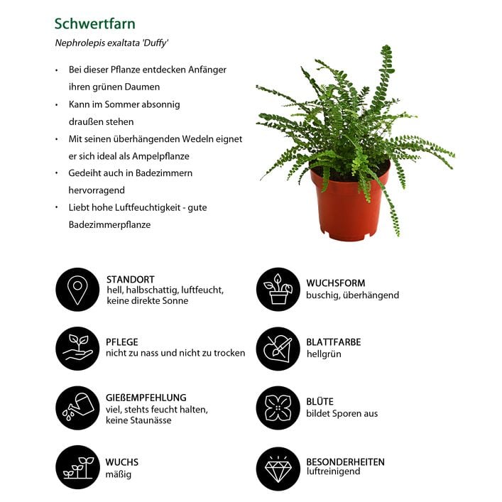 Zimmerpflanzen-Set Botanical Charm, 4-teilig | Dehner