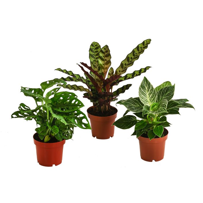 zamioculcas zimmerpflanze Glücksfeder | Zamioculcas zamiifolia main image 0