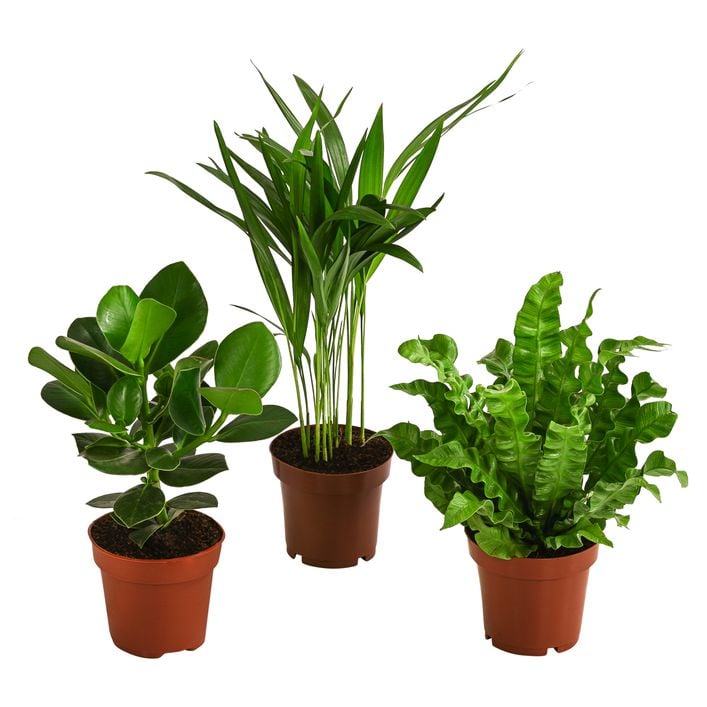 variegata vergrünt Philodendron barrosoanum main image 1