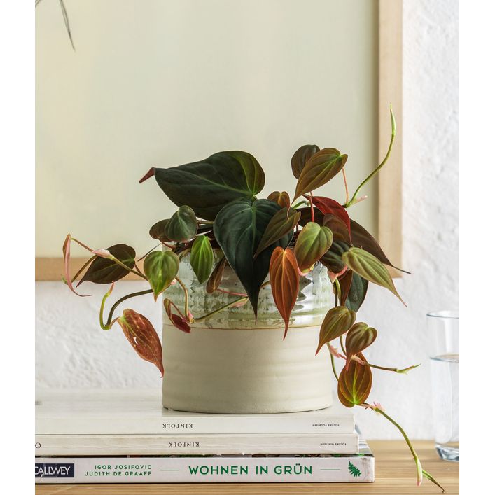 philodendron painted lady kaufen Shop Variegated Philodendron Painted Lady Tissue Culture Plant