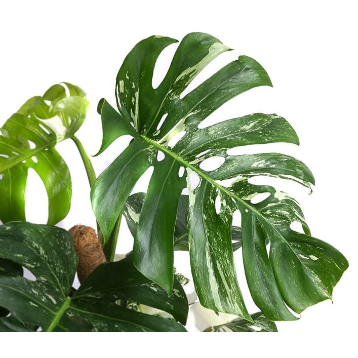 Fensterblatt - Monstera deliciosa 'Variegata' | Dehner