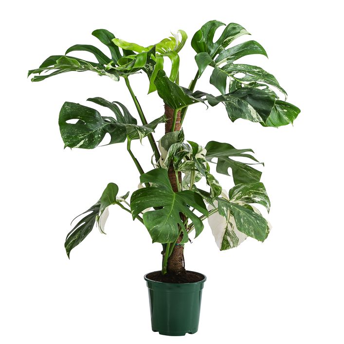 philodendron blätter Philodendron Florida Ghost main image 0