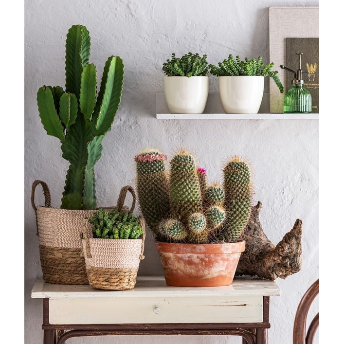 Kaktus-Wolfsmilch - Euphorbia ingens | Dehner