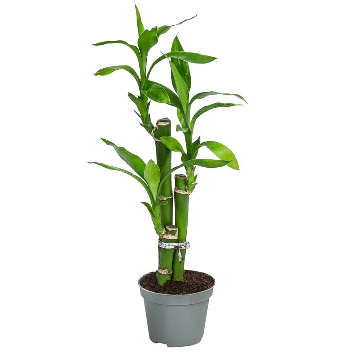 Glcksbambus - Dracaena sanderiana 'Lucky | Dehner