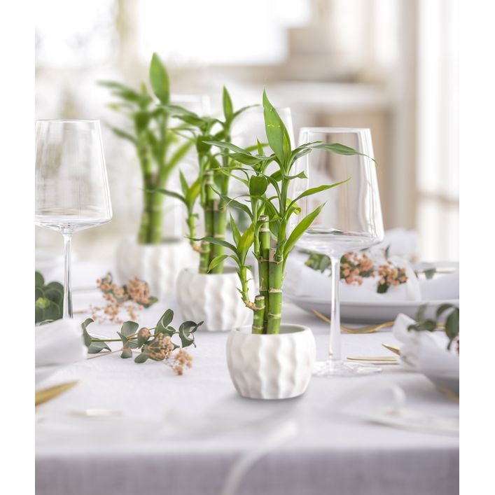Glcksbambus - Dracaena sanderiana 'Lucky | Dehner