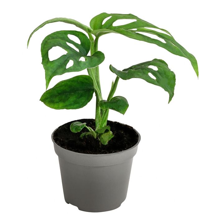 trinidad moruga scorpion plant Trinidad Moruga Scorpion Pepper Live Plants main image 0