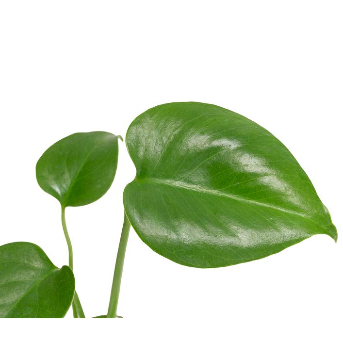 monstera bunt Monstera Marmorata Gelb Bunt main image 1