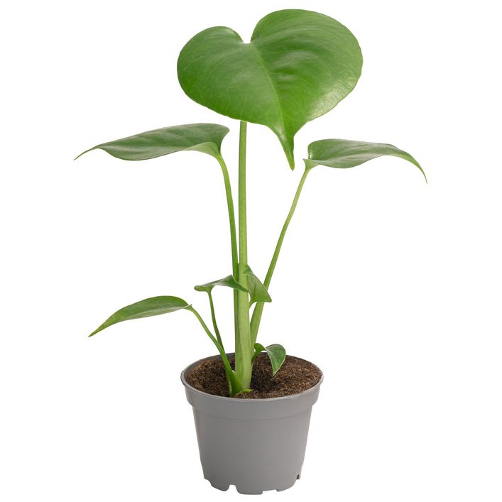 split leaf philodendron plant Monstera main image 0